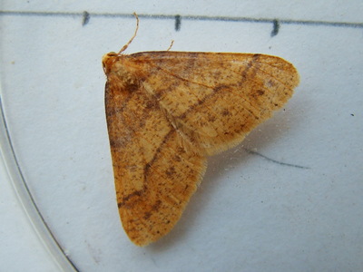Scarce Umber